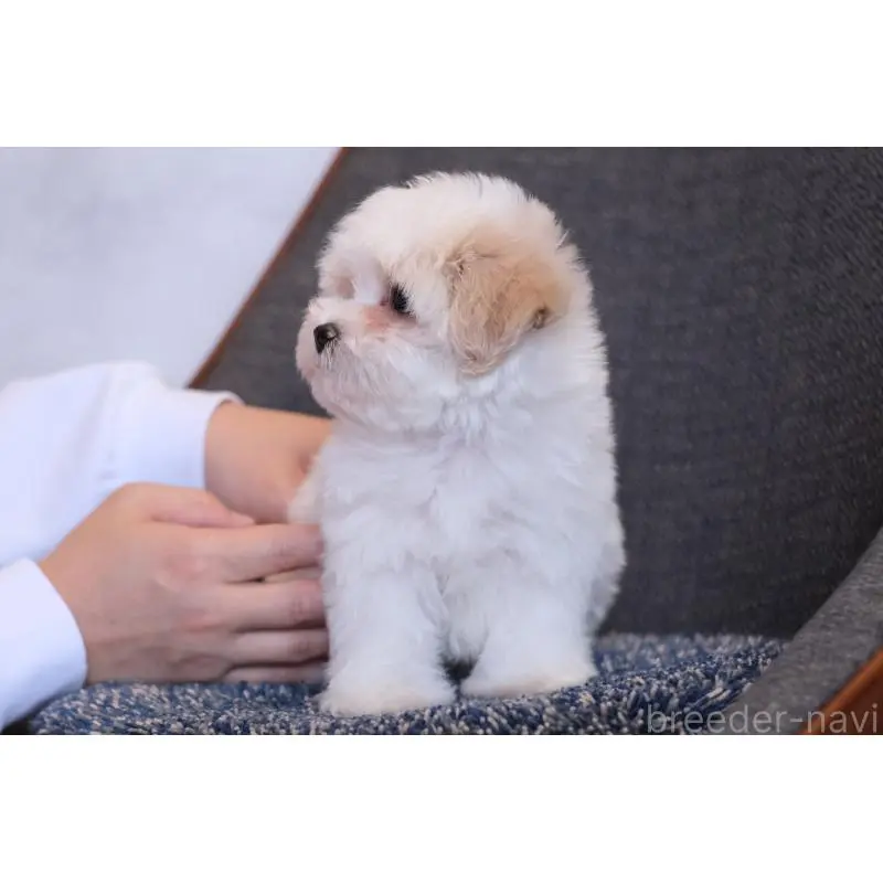 販売中の群馬県のマルプー:マルチーズ×トイプードル-455959の6枚目