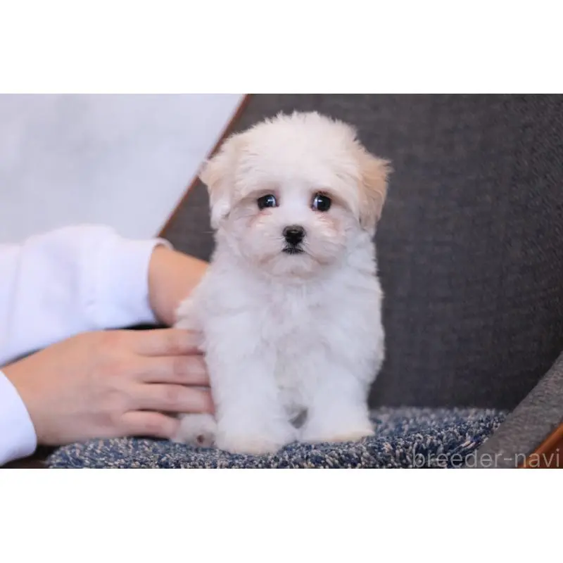 販売中の群馬県のマルプー:マルチーズ×トイプードル-455959の5枚目