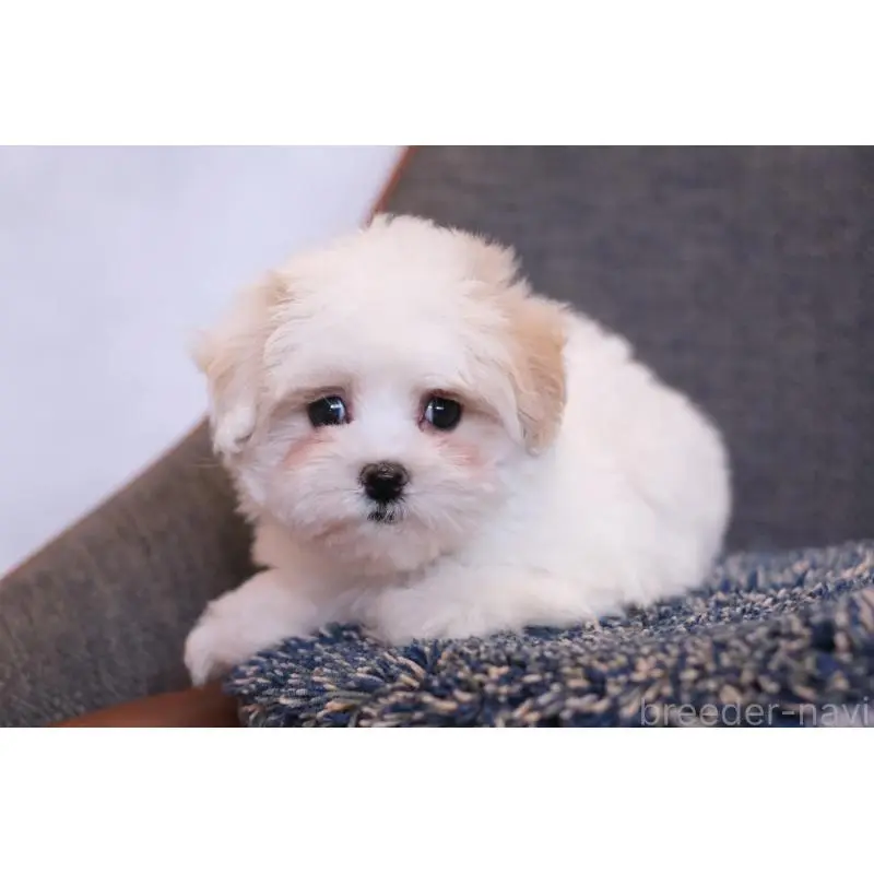 販売中の群馬県のマルプー:マルチーズ×トイプードル-455959の4枚目