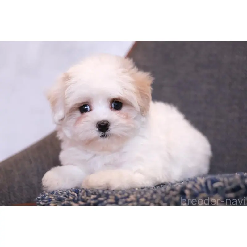 販売中の群馬県のマルプー:マルチーズ×トイプードル-455959の3枚目