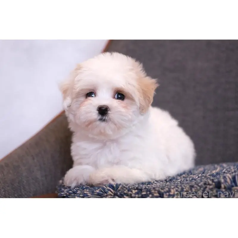 販売中の群馬県のマルプー:マルチーズ×トイプードル-455959の2枚目