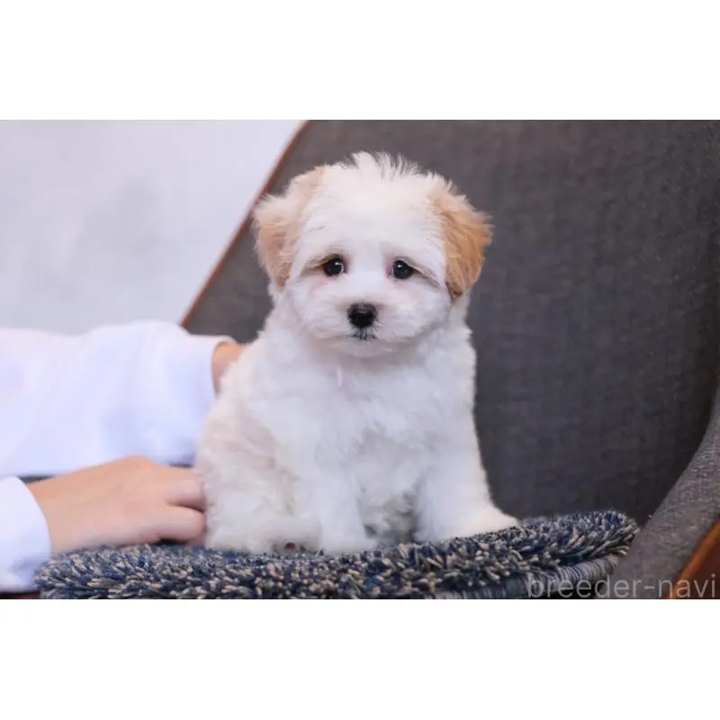 販売中の群馬県のマルプー:マルチーズ×トイプードル-455960の8枚目