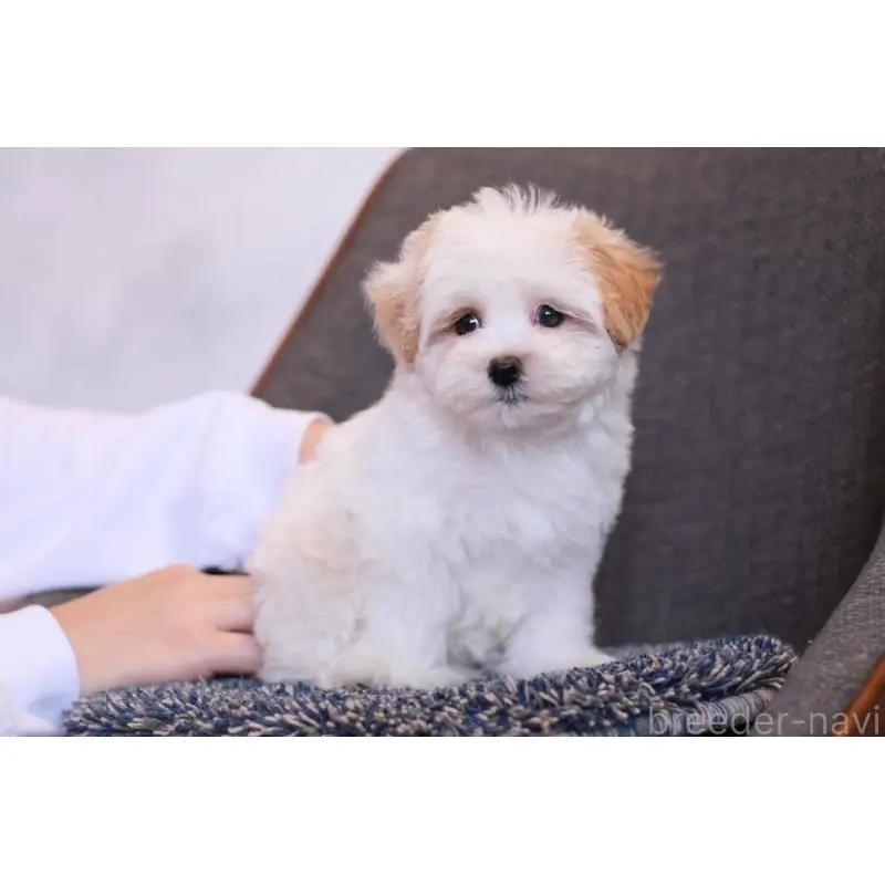 販売中の群馬県のマルプー:マルチーズ×トイプードル-455960の7枚目