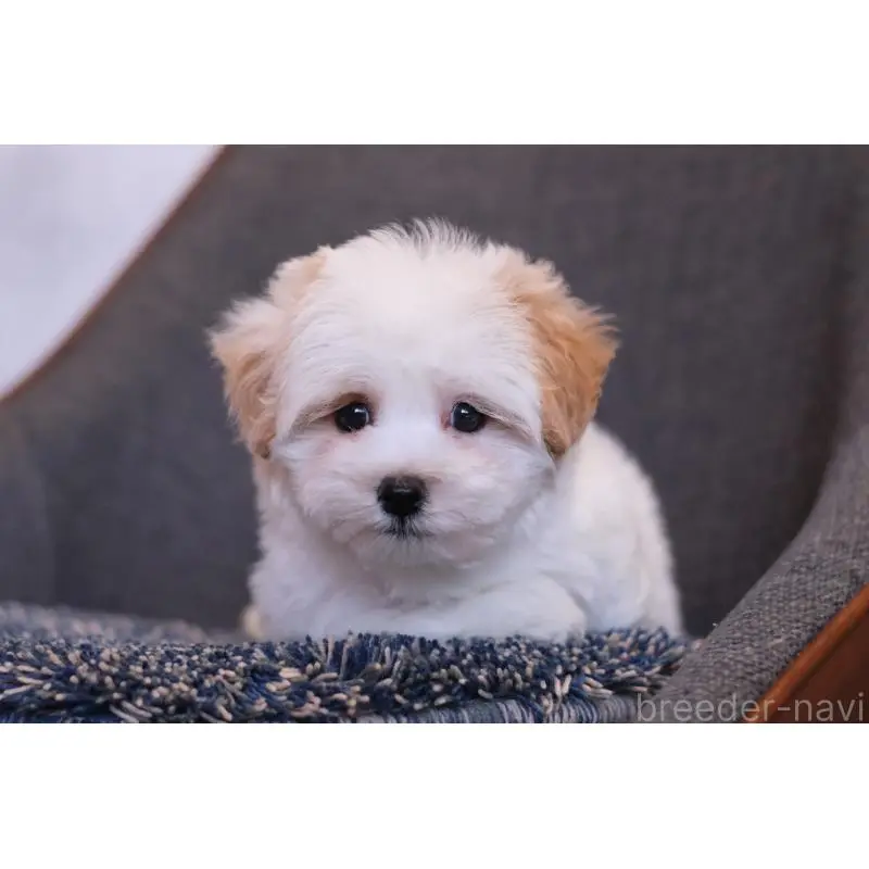 販売中の群馬県のマルプー:マルチーズ×トイプードル-455960の6枚目