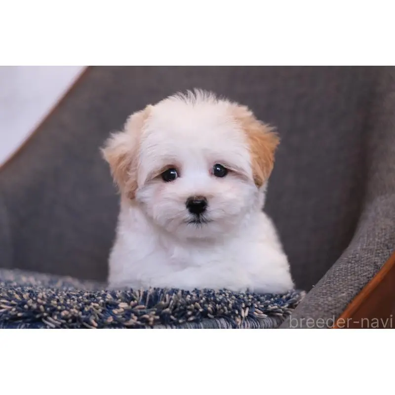 販売中の群馬県のマルプー:マルチーズ×トイプードル-455960の5枚目