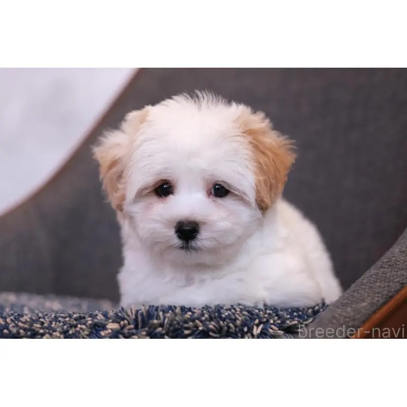 販売中の群馬県のマルプー:マルチーズ×トイプードル-455960の4枚目