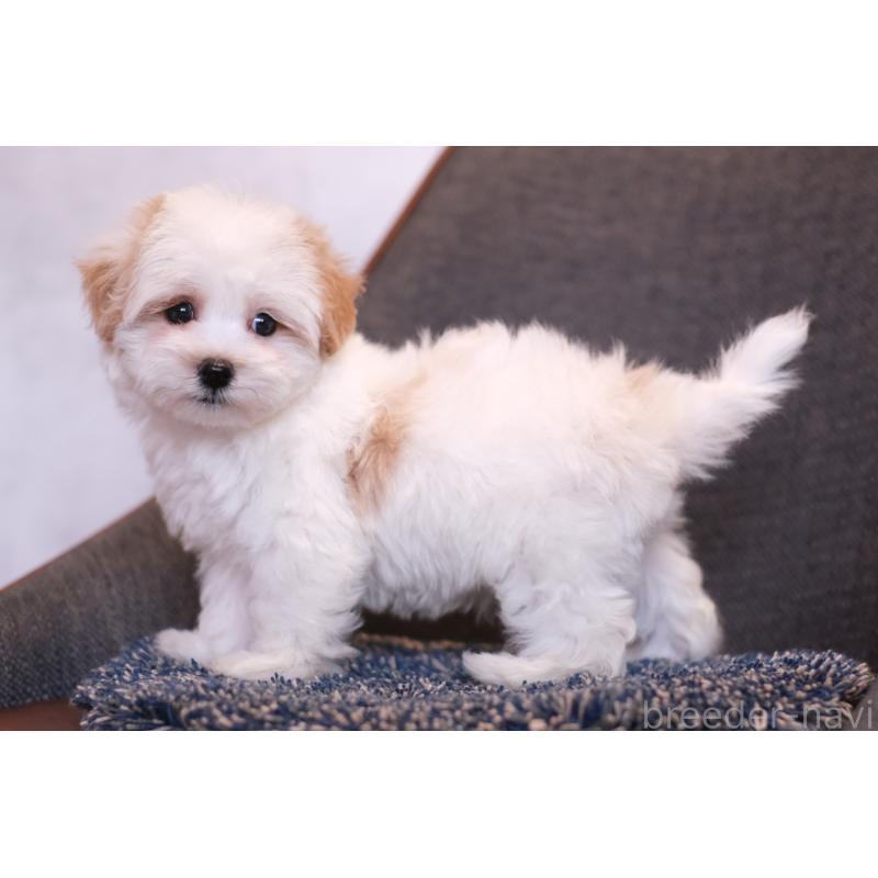 販売中の群馬県のマルプー:マルチーズ×トイプードル-455960の3枚目