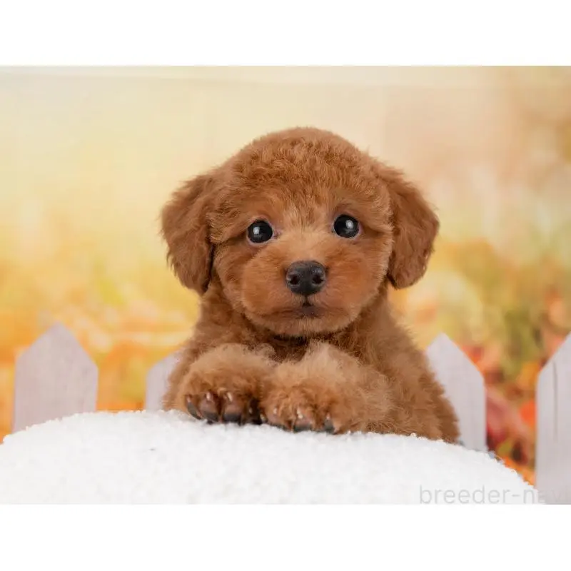 販売中の岐阜県のトイプードル-455961の7枚目