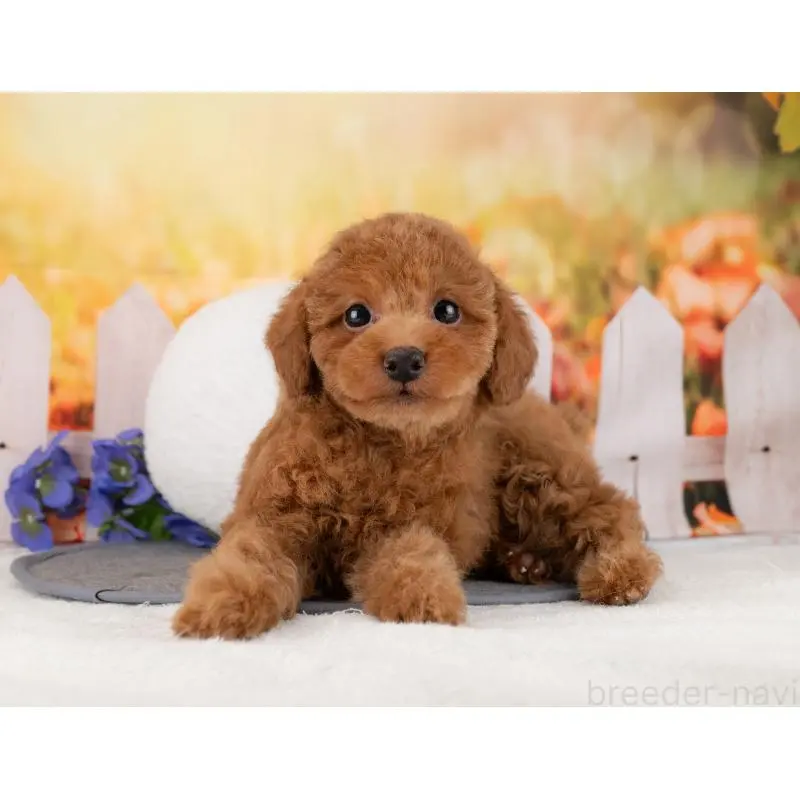 販売中の岐阜県のトイプードル-455961の6枚目