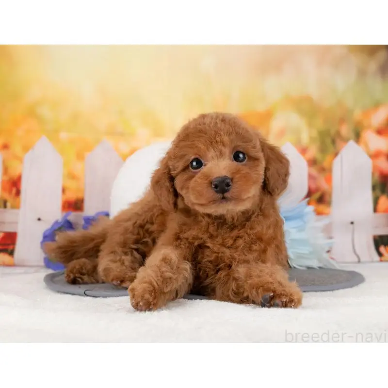 販売中の岐阜県のトイプードル-455961の5枚目