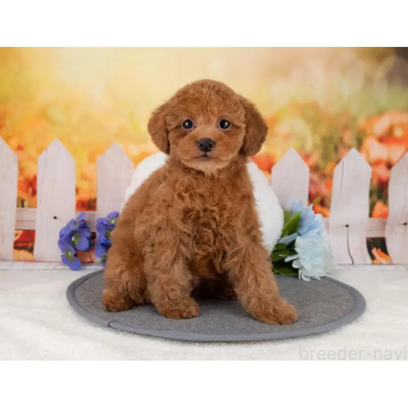 販売中の岐阜県のトイプードル-455961の4枚目