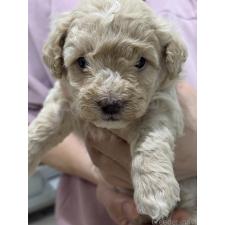 オンライン見学