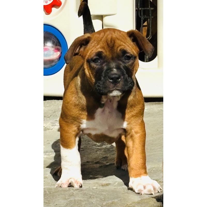 販売中の神奈川県のアメリカンピットブルテリア-445370