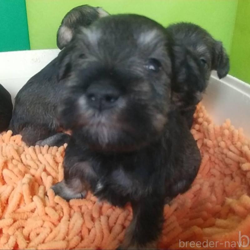 販売中の愛知県のミニチュアシュナウザー-455962