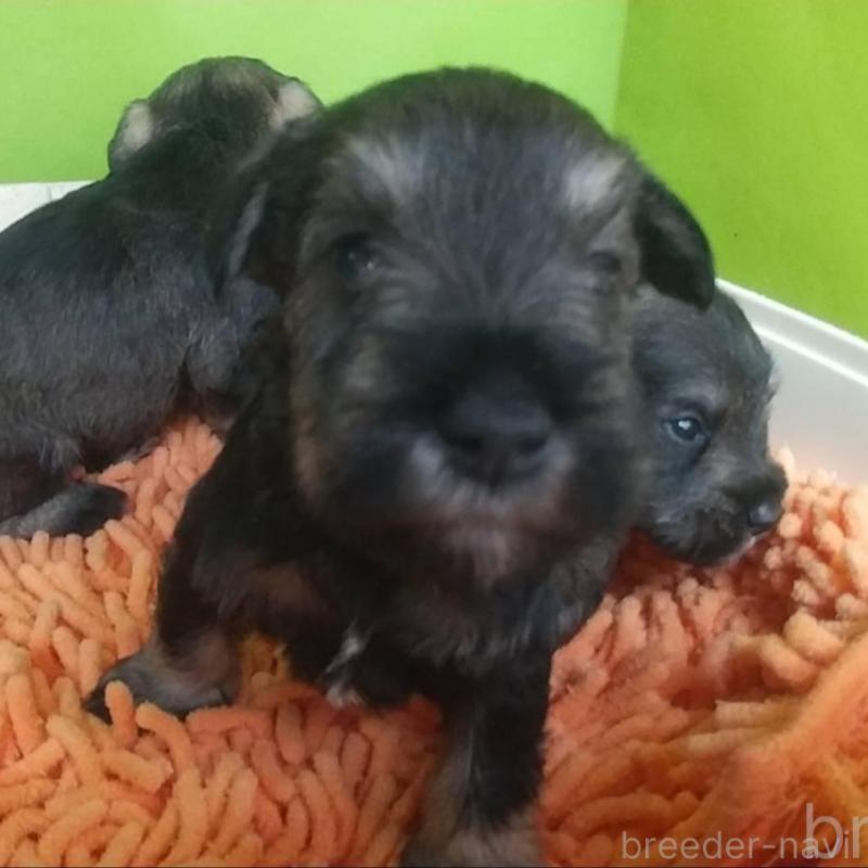 販売中の愛知県のミニチュアシュナウザー-455962の3枚目