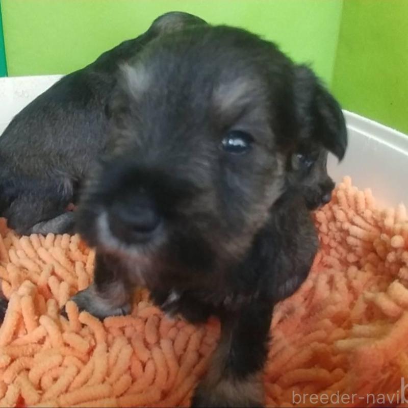 販売中の愛知県のミニチュアシュナウザー-455962の2枚目