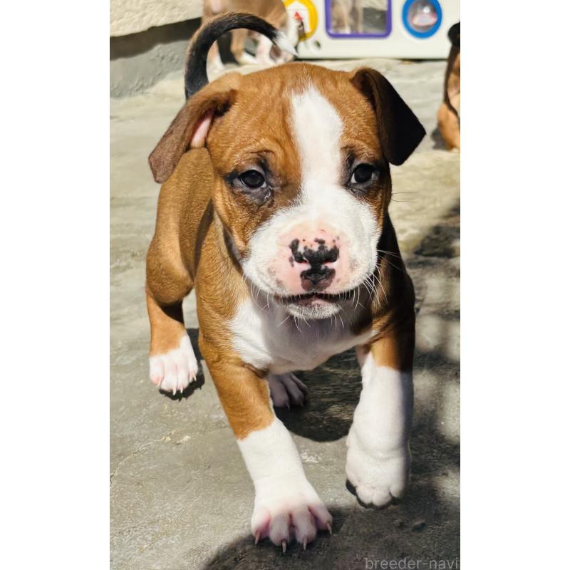 販売中の神奈川県のアメリカンピットブルテリア-445371