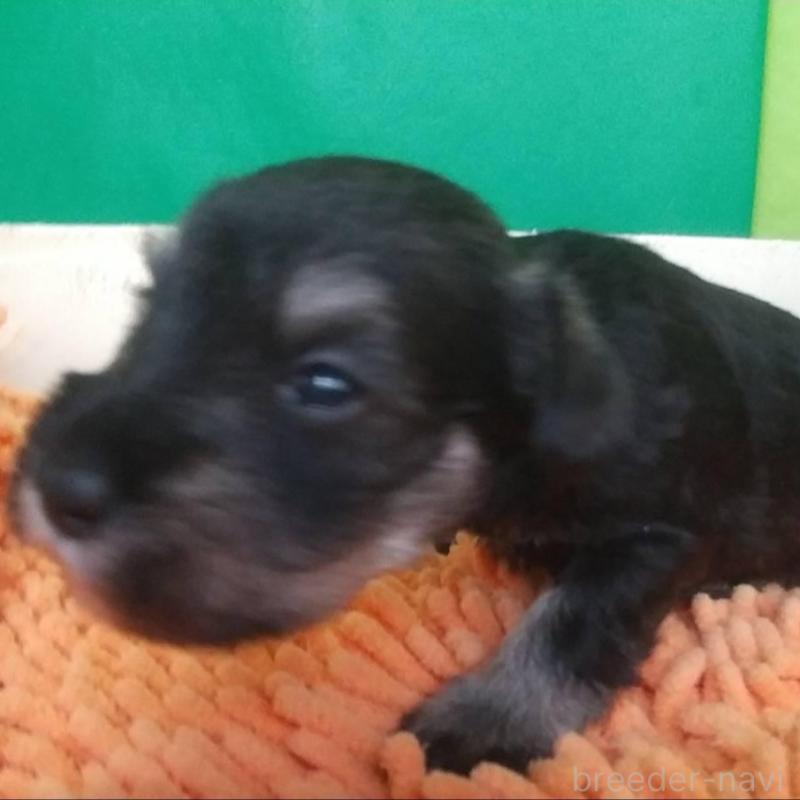 販売中の愛知県のミニチュアシュナウザー-455963の2枚目