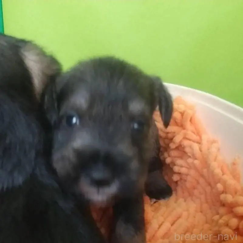 販売中の愛知県のミニチュアシュナウザー-455964の2枚目