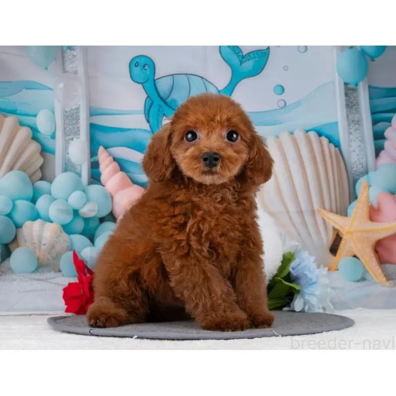 販売中の岐阜県のトイプードル-455966の7枚目