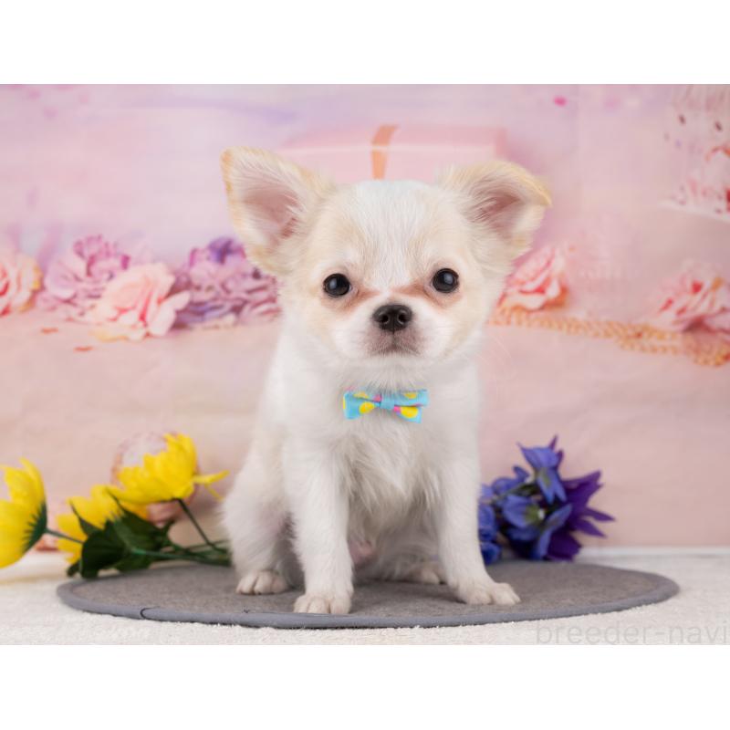 販売中の岐阜県のチワワ(ロングコート)-455971の6枚目