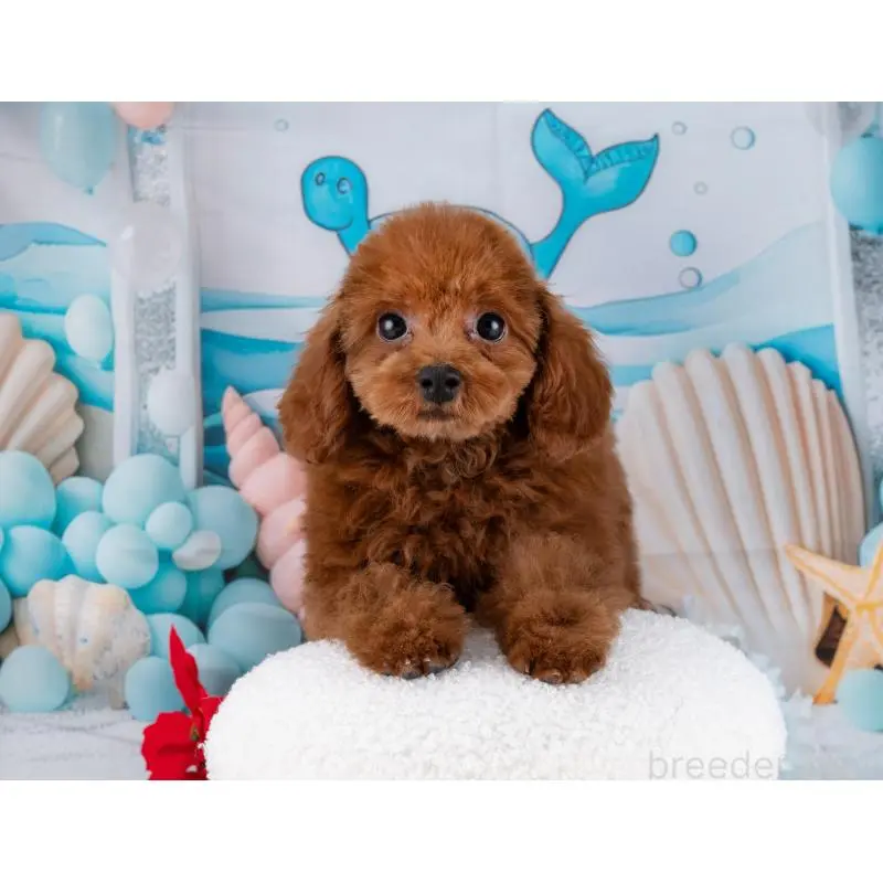 販売中の岐阜県のトイプードル-455966の5枚目