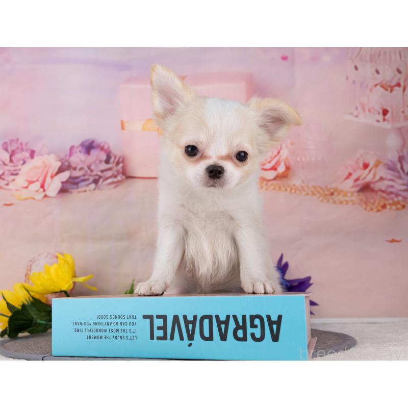 販売中の岐阜県のチワワ(ロングコート)-455971の5枚目