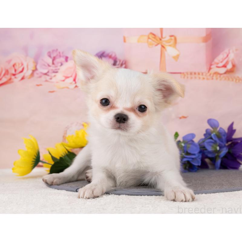 販売中の岐阜県のチワワ(ロングコート)-455971の4枚目