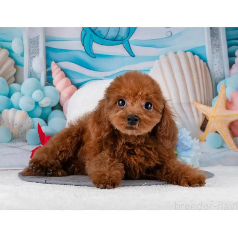 販売中の岐阜県のトイプードル-455966の3枚目