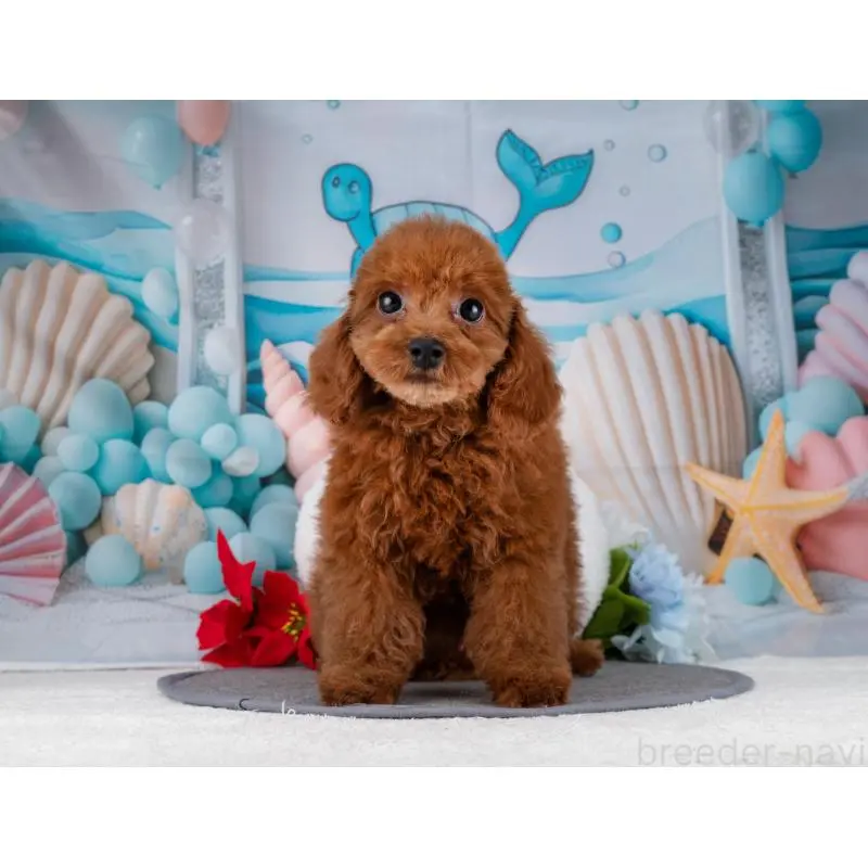 販売中の岐阜県のトイプードル-455966の2枚目