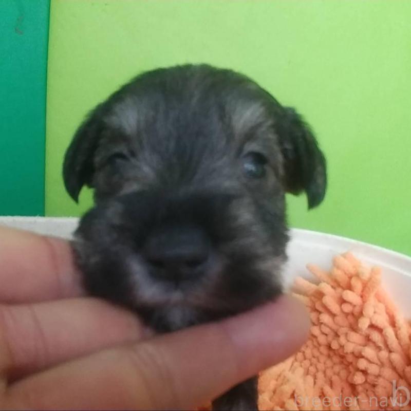 販売中の愛知県のミニチュアシュナウザー-455965の2枚目