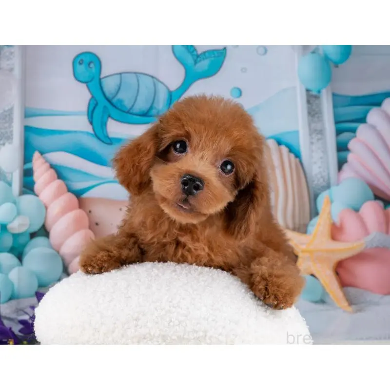 販売中の岐阜県のトイプードル-455970の7枚目