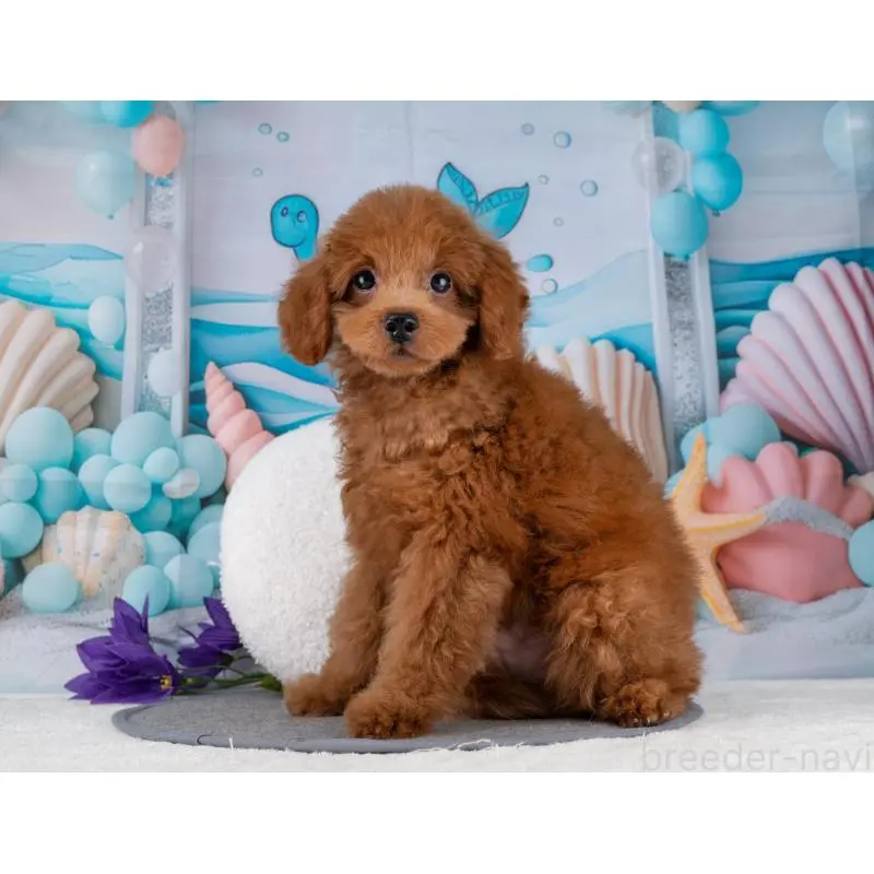 販売中の岐阜県のトイプードル-455970の6枚目