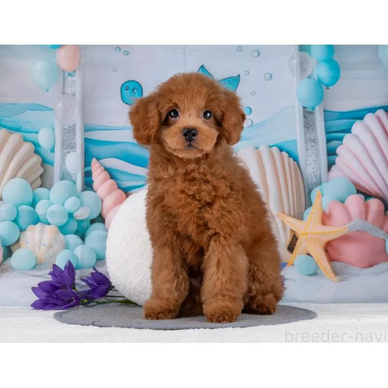 販売中の岐阜県のトイプードル-455970の5枚目