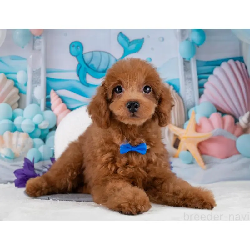 販売中の岐阜県のトイプードル-455970の4枚目