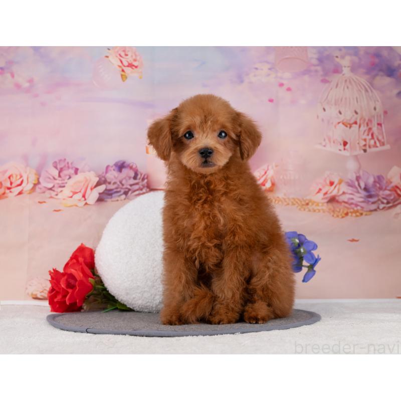 販売中の岐阜県のトイプードル-455973の7枚目