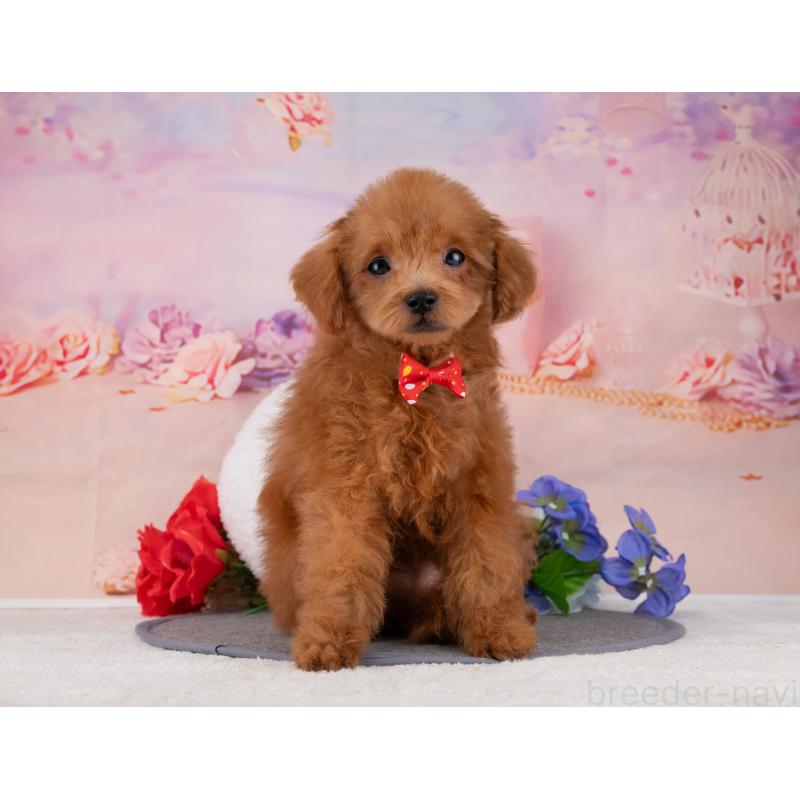 販売中の岐阜県のトイプードル-455973の6枚目