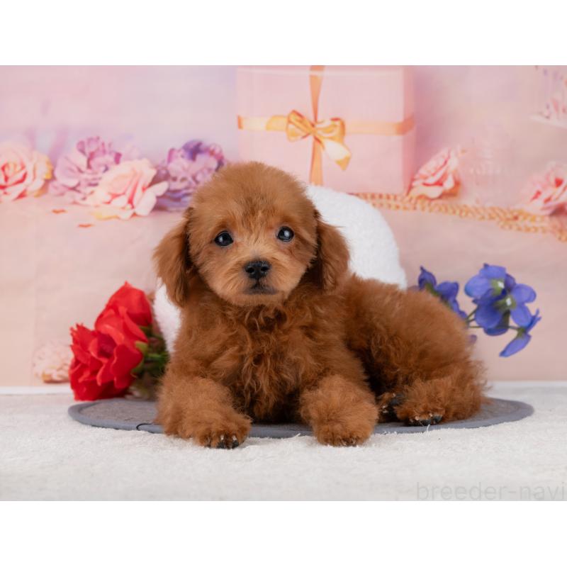 販売中の岐阜県のトイプードル-455973の5枚目