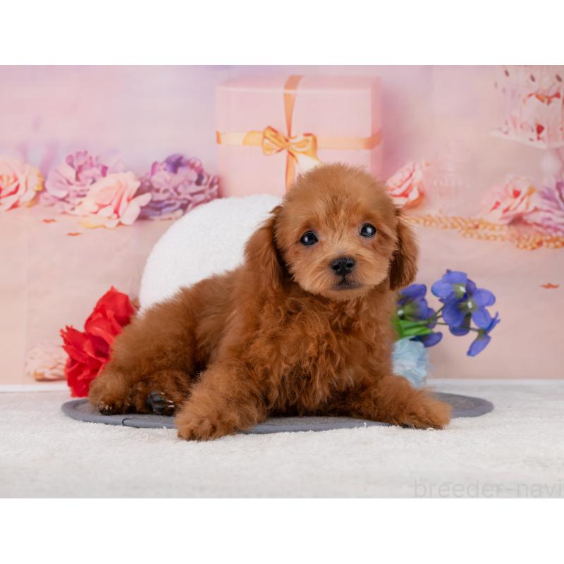 販売中の岐阜県のトイプードル-455973の4枚目