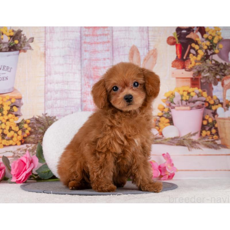 販売中の岐阜県のトイプードル-455975の7枚目