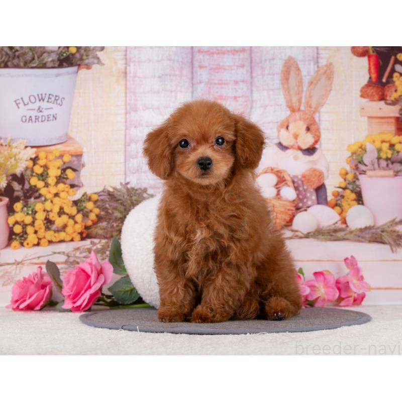 販売中の岐阜県のトイプードル-455975の6枚目