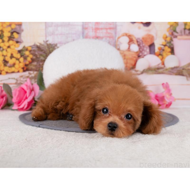 販売中の岐阜県のトイプードル-455975の5枚目