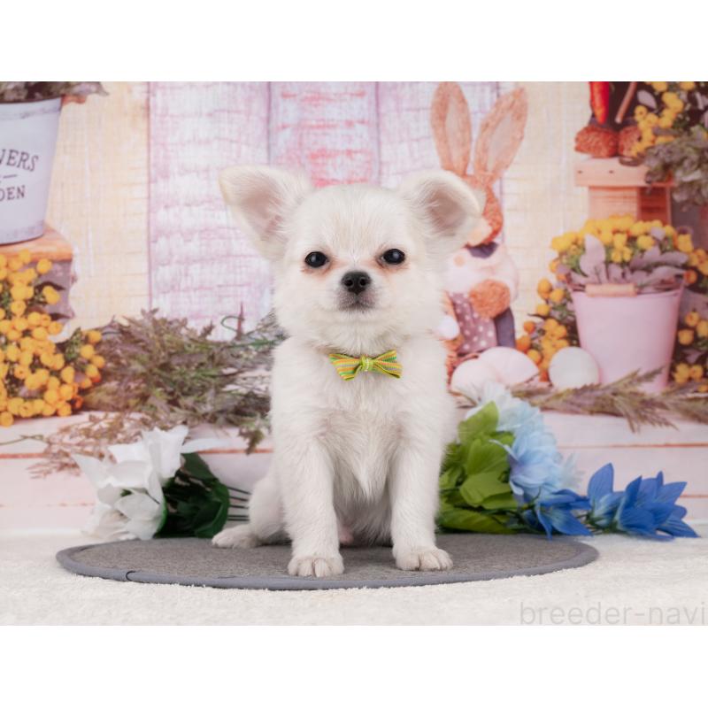 販売中の岐阜県のチワワ(ロングコート)-455976の6枚目