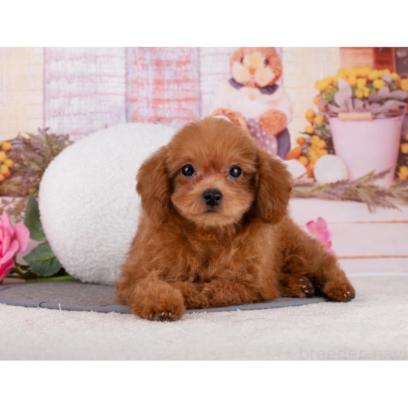 販売中の岐阜県のトイプードル-455975の4枚目