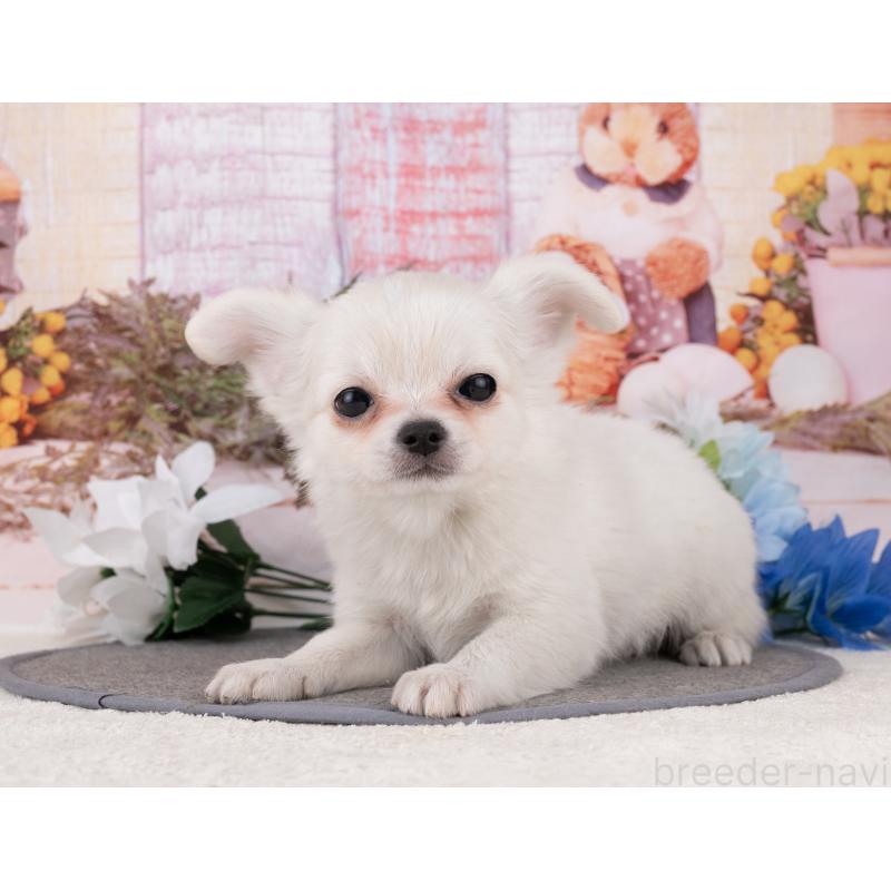 販売中の岐阜県のチワワ(ロングコート)-455976の5枚目