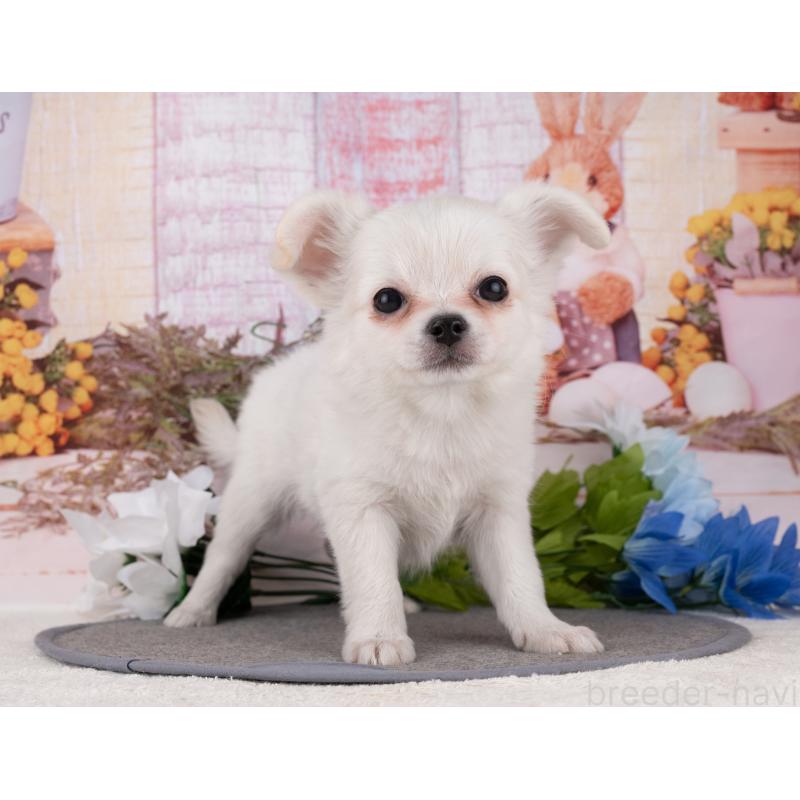 販売中の岐阜県のチワワ(ロングコート)-455976の4枚目