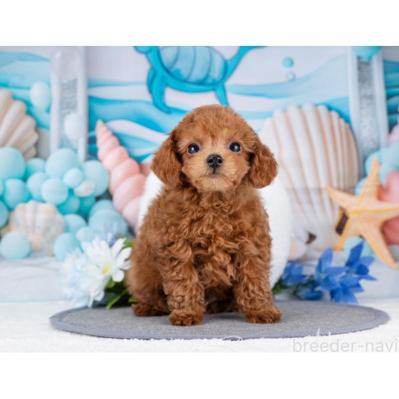 販売中の岐阜県のトイプードル-455977の7枚目