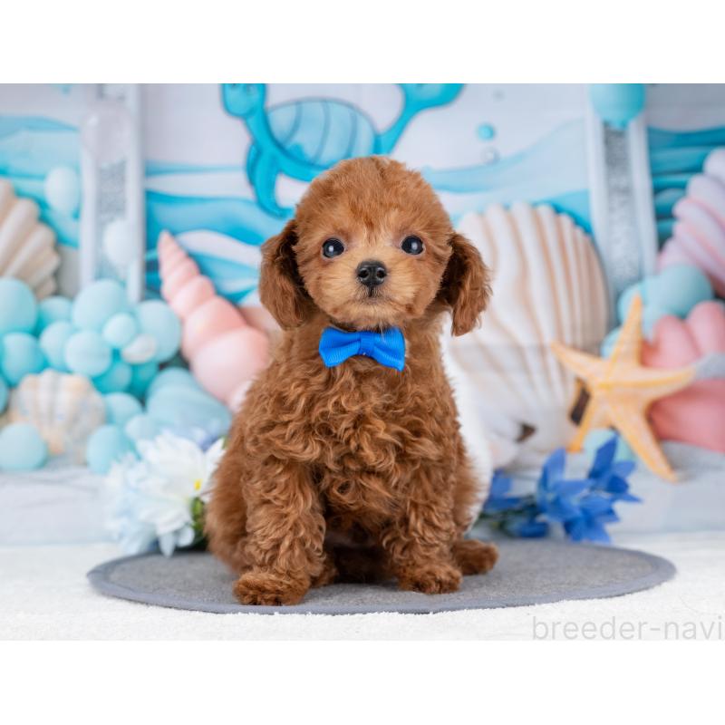 販売中の岐阜県のトイプードル-455977の5枚目