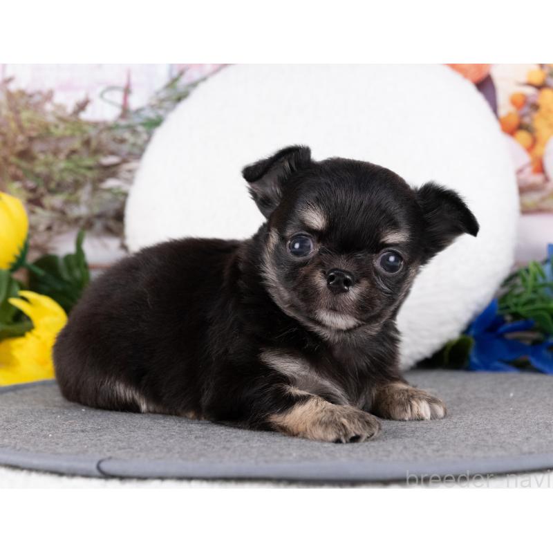 販売中の岐阜県のチワワ(ロングコート)-455982の7枚目