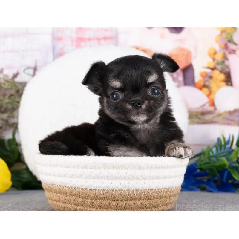 販売中の岐阜県のチワワ(ロングコート)-455982の5枚目